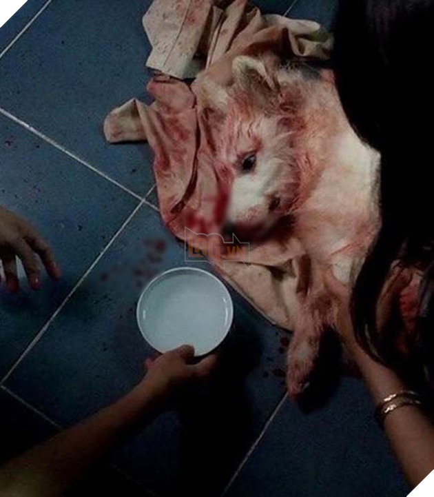 chÃ³ bá» sá»c nhiá»t