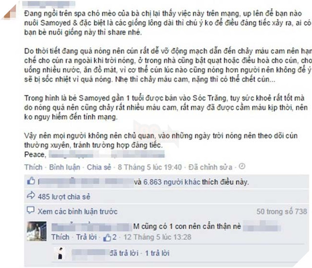 chó bị sốc nhiệt