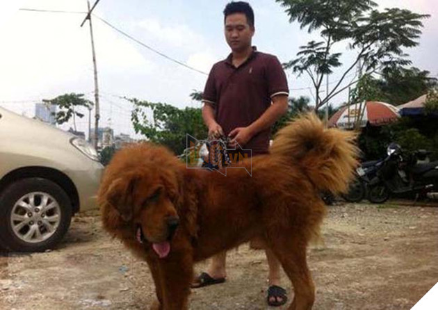 chÃ³ bá» sá»c nhiá»t