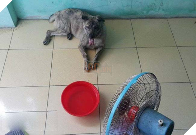 chÃ³ bá» sá»c nhiá»t