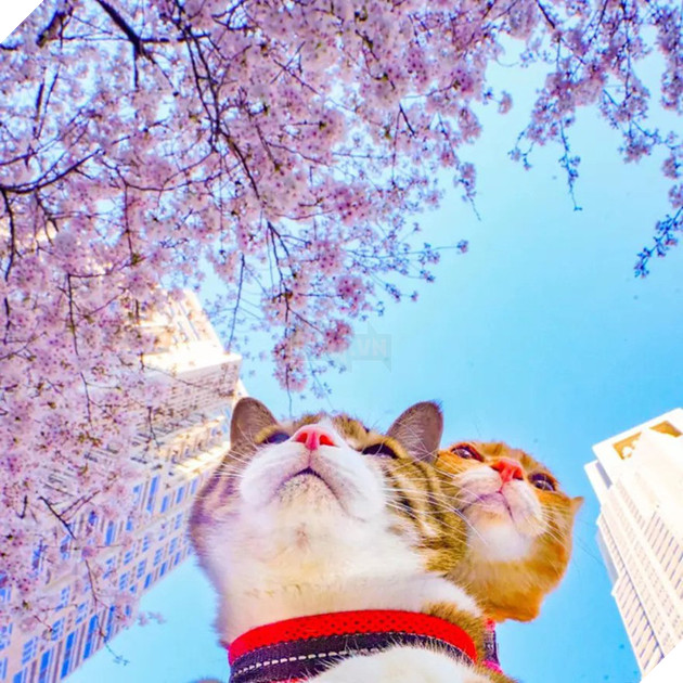 Dân mạng phát hờn với 2 boss mèo được vác đi khắp Nhật Bản: Cảnh đẹp như mơ mà chỉ lo ngáp với ngủ - Ảnh 2.