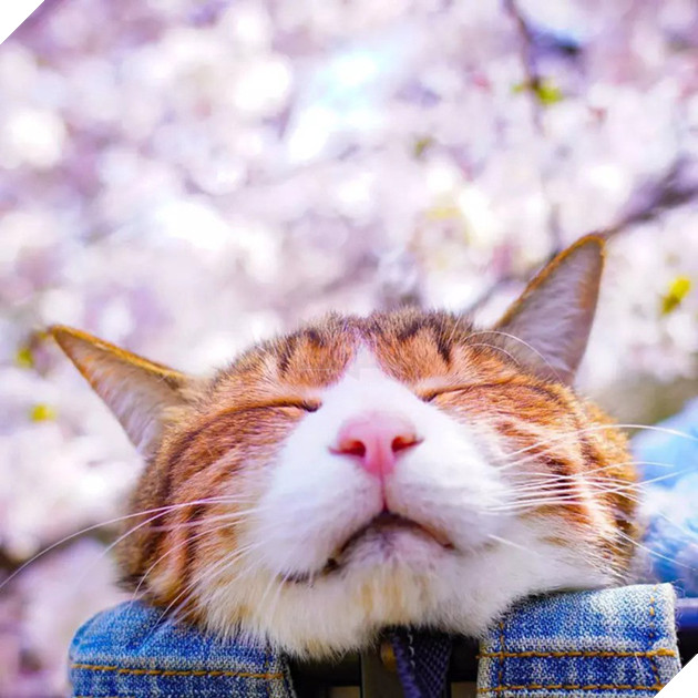 Dân mạng phát hờn với 2 boss mèo được vác đi khắp Nhật Bản: Cảnh đẹp như mơ mà chỉ lo ngáp với ngủ - Ảnh 8.