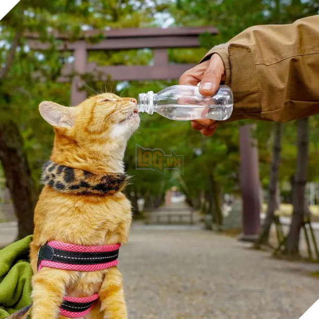 D&#226;n mạng ph&#225;t hờn với 2 boss m&#232;o được v&#225;c đi khắp Nhật Bản: Cảnh đẹp như mơ m&#224; chỉ lo ng&#225;p với ngủ - Ảnh 10.