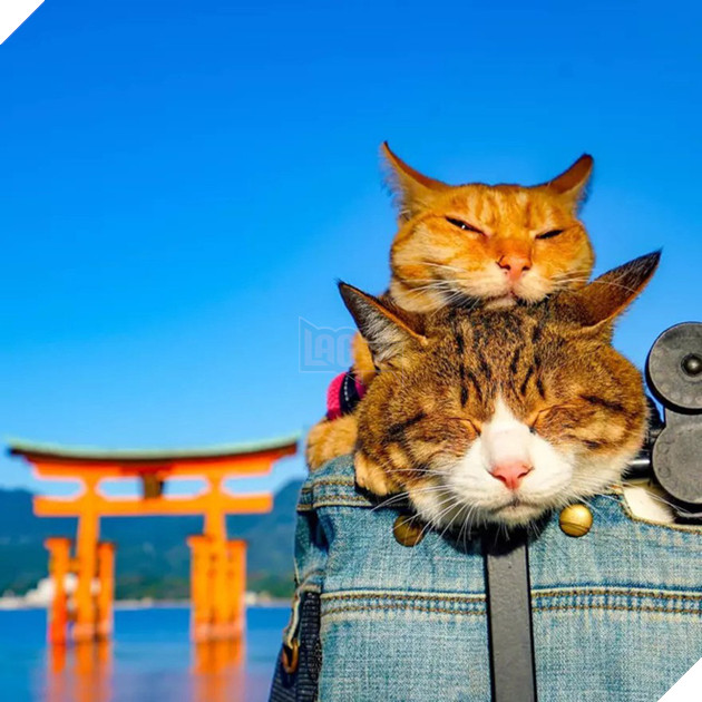 Dân mạng phát hờn với 2 boss mèo được vác đi khắp Nhật Bản: Cảnh đẹp như mơ mà chỉ lo ngáp với ngủ - Ảnh 4.