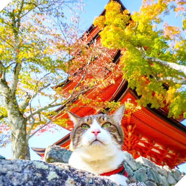 D&#226;n mạng ph&#225;t hờn với 2 boss m&#232;o được v&#225;c đi khắp Nhật Bản: Cảnh đẹp như mơ m&#224; chỉ lo ng&#225;p với ngủ - Ảnh 10.