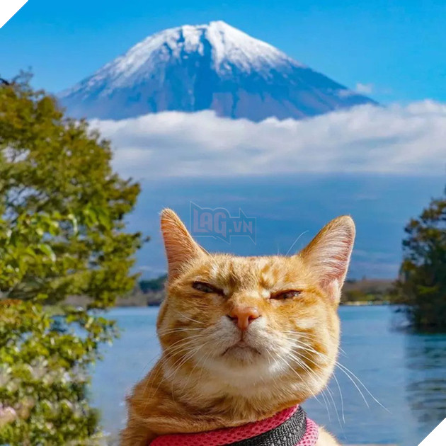 D&#226;n mạng ph&#225;t hờn với 2 boss m&#232;o được v&#225;c đi khắp Nhật Bản: Cảnh đẹp như mơ m&#224; chỉ lo ng&#225;p với ngủ - Ảnh 10.