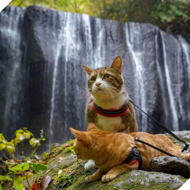 Dân mạng phát hờn với 2 boss mèo được vác đi khắp Nhật Bản: Cảnh đẹp như mơ mà chỉ lo ngáp với ngủ - Ảnh 9.