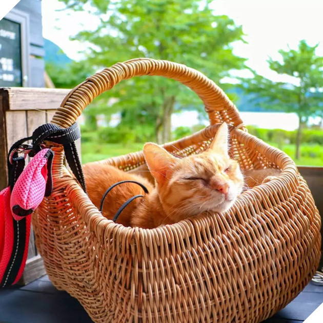 D&#226;n mạng ph&#225;t hờn với 2 boss m&#232;o được v&#225;c đi khắp Nhật Bản: Cảnh đẹp như mơ m&#224; chỉ lo ng&#225;p với ngủ - Ảnh 10.