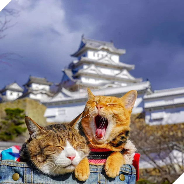 Dân mạng phát hờn với 2 boss mèo được vác đi khắp Nhật Bản: Cảnh đẹp như mơ mà chỉ lo ngáp với ngủ - Ảnh 6.