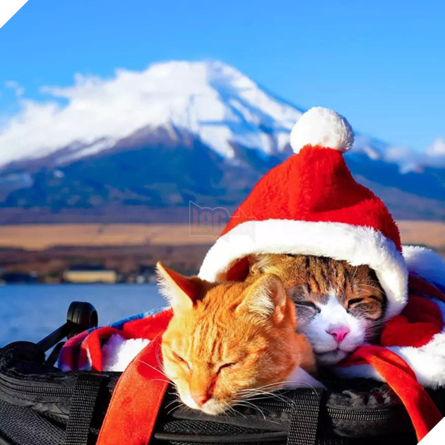 Dân mạng phát hờn với 2 boss mèo được vác đi khắp Nhật Bản: Cảnh đẹp như mơ mà chỉ lo ngáp với ngủ - Ảnh 1.