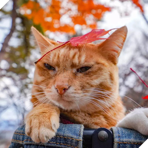 Dân mạng phát hờn với 2 boss mèo được vác đi khắp Nhật Bản: Cảnh đẹp như mơ mà chỉ lo ngáp với ngủ - Ảnh 5.