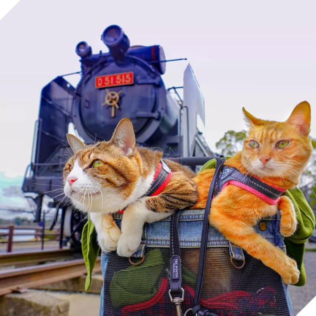 Dân mạng phát hờn với 2 boss mèo được vác đi khắp Nhật Bản: Cảnh đẹp như mơ mà chỉ lo ngáp với ngủ - Ảnh 7.