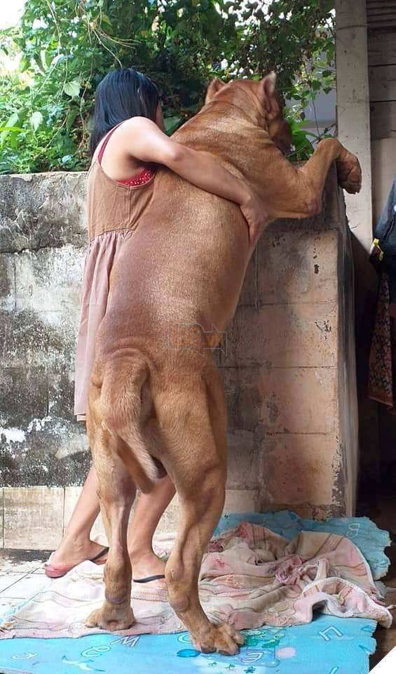 Lần đầu đến nhà người yêu ra mắt: “Vào đi anh nó hiền lắm không cắn đâu…” 3