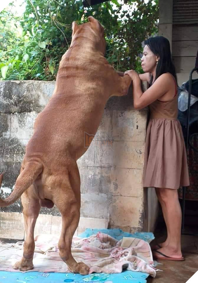 Lần đầu đến nhà người yêu ra mắt: “Vào đi anh nó hiền lắm không cắn đâu…” 2