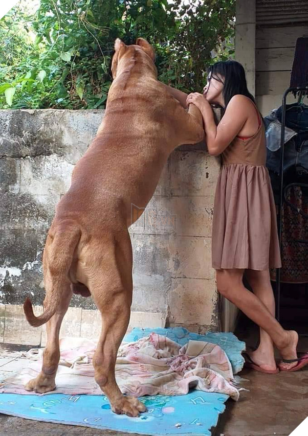 Lần đầu đến nhà người yêu ra mắt: “Vào đi anh nó hiền lắm không cắn đâu…”