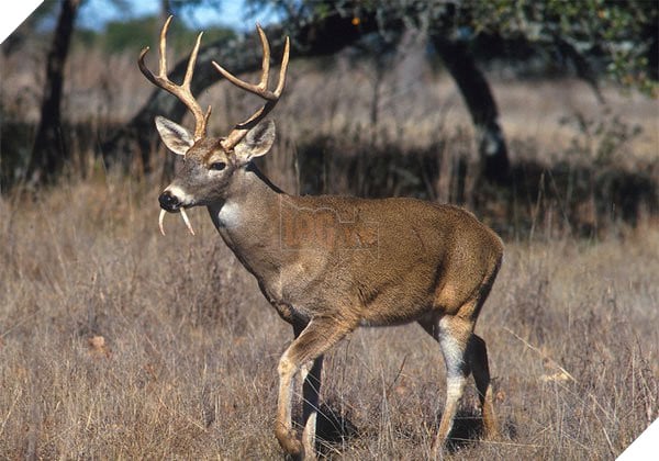 Liệu các loại độc dược trong phim cổ trang Trung Quốc có thật hay không ?  4