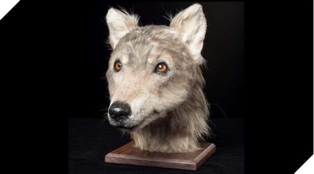 4000 nÄm trÆ°á»c má»t con chÃ³ trÃ´ng nhÆ° tháº¿ nÃ o? CÃ¢u há»i khÃ´ng tÆ°á»ng nÃ y cuá»i cÃ¹ng ÄÃ£ cÃ³ ÄÃ¡p Ã¡n rá»i - áº¢nh 3.