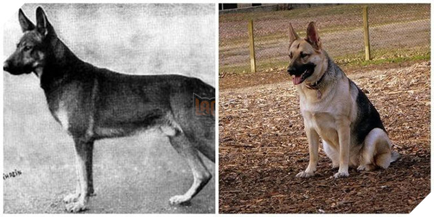 4000 năm trước một con chó trông như thế nào? Câu hỏi không tưởng này cuối cùng đã có đáp án rồi - Ảnh 1.