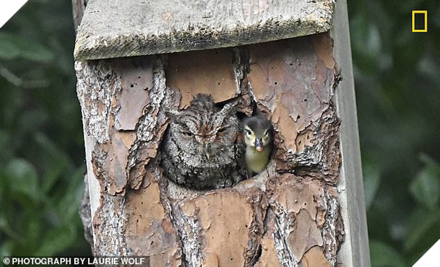 Đáng yêu vô đối: Khuôn mặt bẽ bàng của mẹ cú khi phát hiện quả trứng mình ấp bấy lâu lại nở ra một... con vịt - Ảnh 1.