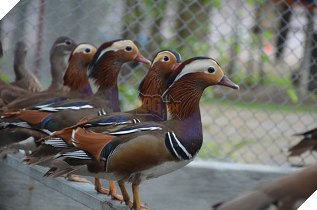 Đáng yêu vô đối: Khuôn mặt bẽ bàng của mẹ cú khi phát hiện quả trứng mình ấp bấy lâu lại nở ra một... con vịt - Ảnh 3.