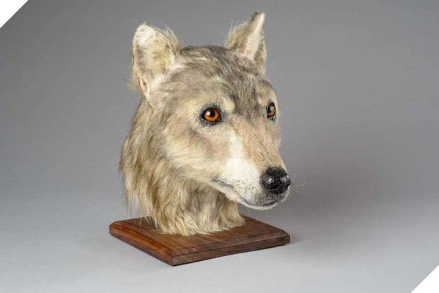 4000 năm trước một con chó trông như thế nào? Câu hỏi không tưởng này cuối cùng đã có đáp án rồi - Ảnh 2.