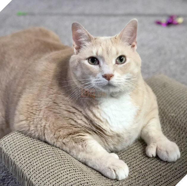 Vẻ đẹp ‘nghiêng nước nghiêng thành’ của vị ‘quàng thượng’ mũm mĩm ‘đốn tim’ CĐM 4