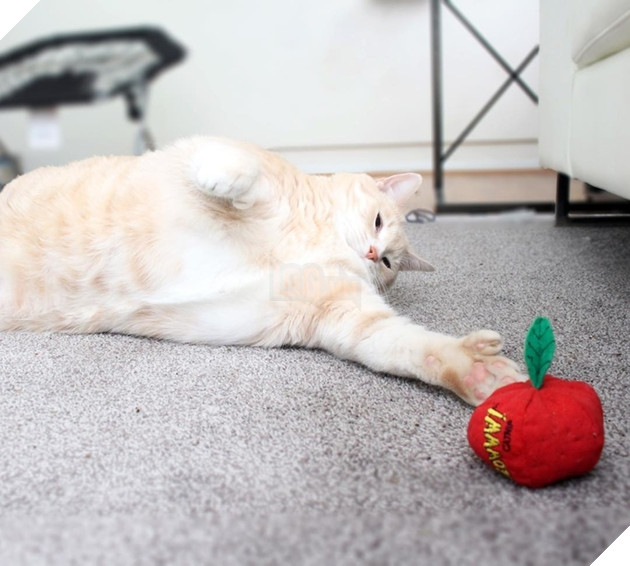 Vẻ đẹp ‘nghiêng nước nghiêng thành’ của vị ‘quàng thượng’ mũm mĩm ‘đốn tim’ CĐM 11