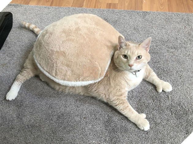 Vẻ đẹp ‘nghiêng nước nghiêng thành’ của vị ‘quàng thượng’ mũm mĩm ‘đốn tim’ CĐM 5