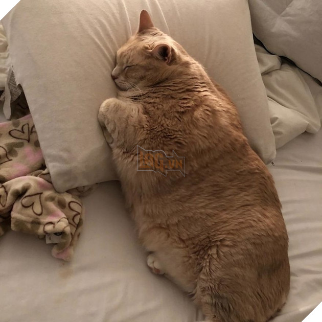 Vẻ đẹp ‘nghiêng nước nghiêng thành’ của vị ‘quàng thượng’ mũm mĩm ‘đốn tim’ CĐM 8