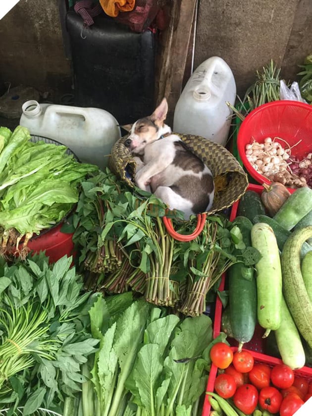 Boss chó lăn quay ra ngủ ngon lành giữa chợ: Cuối tuần nắng nóng thì chỉ ngủ thôi chứ buôn bán gì tầm này! - Ảnh 2.
