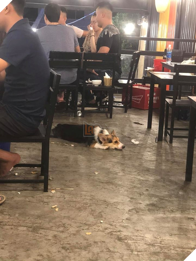  
"Lùn mệt rồi, Lùn không đi xin ăn nữa" - Corgi nghĩ thầm sau một ngày làm việc mệt nhọc.