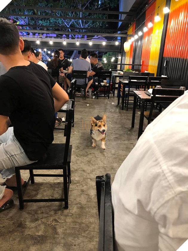  
"Bàn nào trước ta?" - Corgi băn khoăn