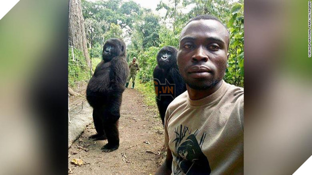 Ham chụp tự sướng với các chú kiểm lâm, 2 con khỉ đột bỗng chốc nổi như cồn khắp thế giới - Ảnh 1.