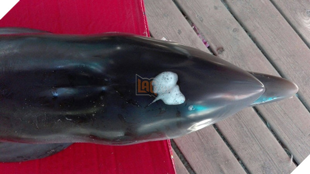 Cá heo con chết thảm vì bị du khách lôi lên bờ chơi đùa và chụp ảnh selfie 3