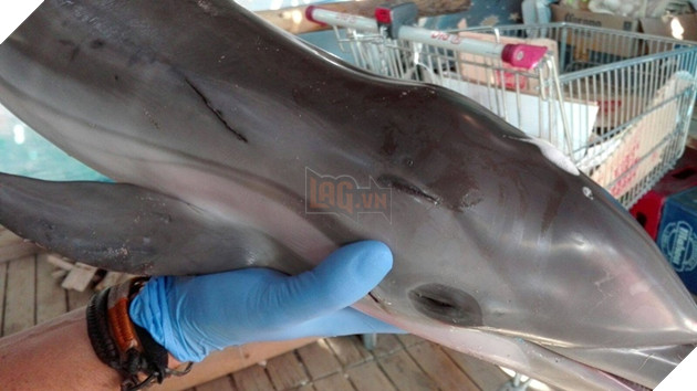 Cá heo con chết thảm vì bị du khách lôi lên bờ chơi đùa và chụp ảnh selfie 2