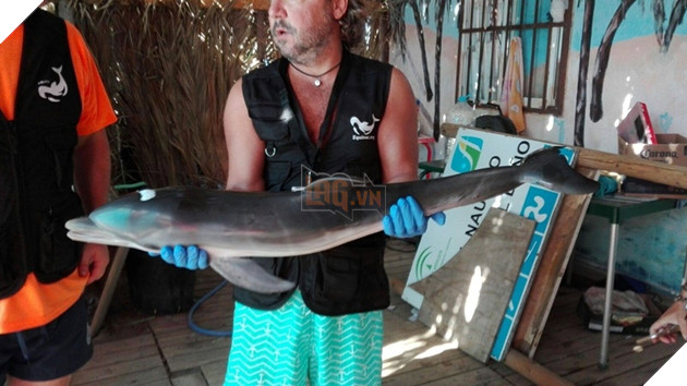 Cá heo con chết thảm vì bị du khách lôi lên bờ chơi đùa và chụp ảnh selfie 6