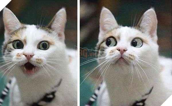  
Thực ra chúng biết là bạn đang gọi chúng đấy