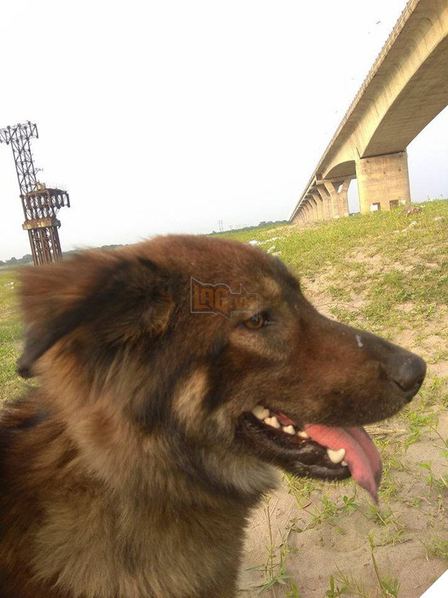 Chú chó lớn ra thăm mộ chó con