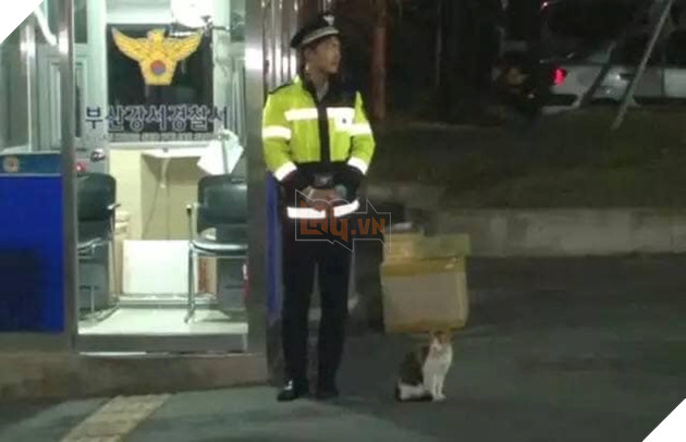 Mèo mẹ vác bụng bầu cho các anh cảnh sát đỡ đẻ dùm, sau đó chính thức trở thành cảnh sát mèo cực dễ thương ! 7