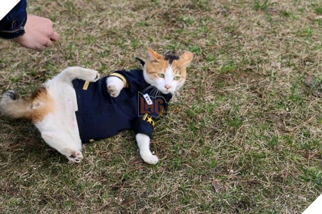 Mèo mẹ vác bụng bầu cho các anh cảnh sát đỡ đẻ dùm, sau đó chính thức trở thành cảnh sát mèo cực dễ thương ! 6