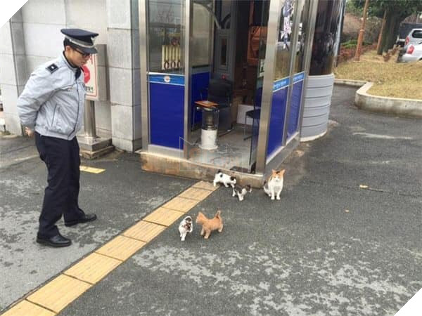 Mèo mẹ vác bụng bầu cho các anh cảnh sát đỡ đẻ dùm, sau đó chính thức trở thành cảnh sát mèo cực dễ thương ! 2