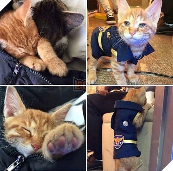 Mèo mẹ vác bụng bầu cho các anh cảnh sát đỡ đẻ dùm, sau đó chính thức trở thành cảnh sát mèo cực dễ thương ! 4