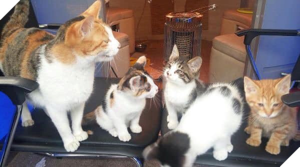 Mèo mẹ vác bụng bầu cho các anh cảnh sát đỡ đẻ dùm, sau đó chính thức trở thành cảnh sát mèo cực dễ thương ! 3