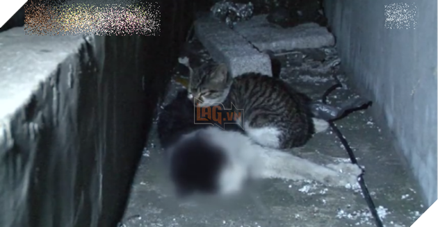 Chú mèo con chỉ ăn sỏi đá và cành cây, để dành thịt mang về cho mèo mẹ đã chết