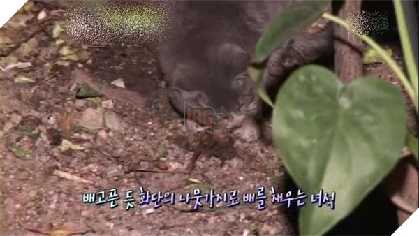 Chú mèo con chỉ ăn sỏi đá và cành cây, để dành thịt mang về cho mèo mẹ đã chết 2