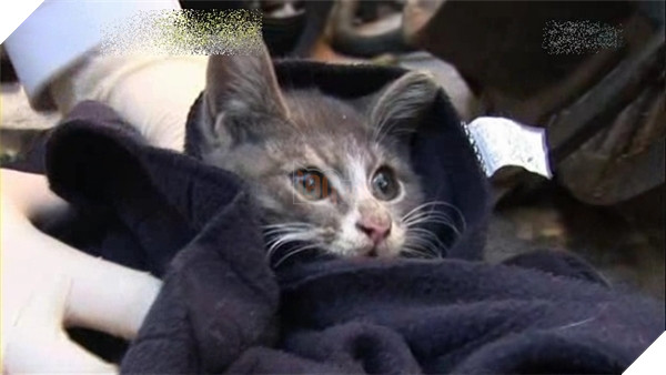 Chú mèo con chỉ ăn sỏi đá và cành cây, để dành thịt mang về cho mèo mẹ đã chết 3