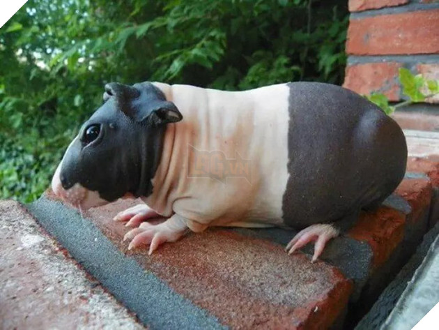 Sinh vật gây tranh cãi MXH: Người khen đáng yêu như con hà mã nhỏ, người sợ phát rồ vì thân hình trụi lông - Ảnh 5.