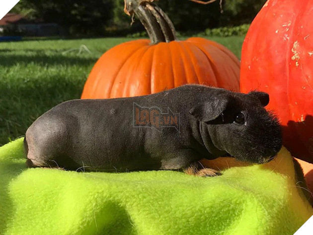 Sinh vật gây tranh cãi MXH: Người khen đáng yêu như con hà mã nhỏ, người sợ phát rồ vì thân hình trụi lông - Ảnh 4.