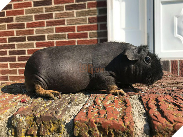 Sinh vật g&#226;y tranh c&#227;i MXH: Người khen đ&#225;ng y&#234;u như con h&#224; m&#227; nhỏ, người sợ ph&#225;t rồ v&#236; th&#226;n h&#236;nh trụi l&#244;ng - Ảnh 3.