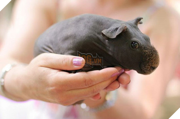 Sinh vật g&#226;y tranh c&#227;i MXH: Người khen đ&#225;ng y&#234;u như con h&#224; m&#227; nhỏ, người sợ ph&#225;t rồ v&#236; th&#226;n h&#236;nh trụi l&#244;ng - Ảnh 3.